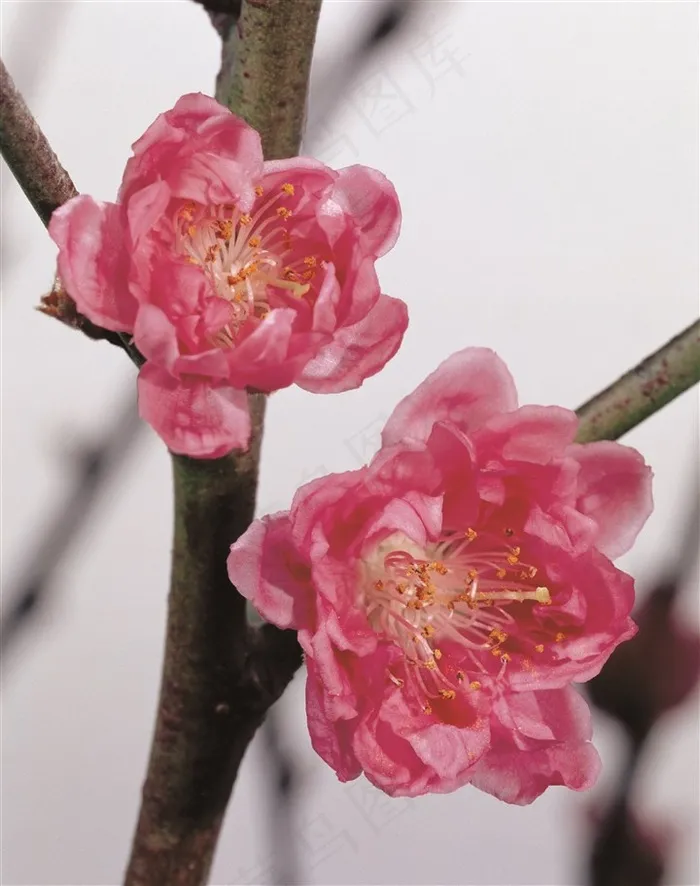 唯美树上鲜花素材图片