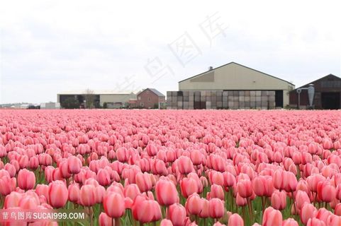 房屋前的郁金香花海