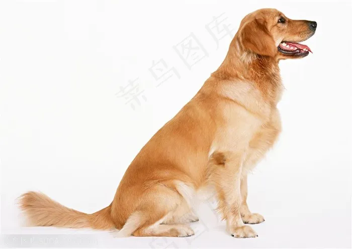 大型犬侧身坐着的拉布拉多