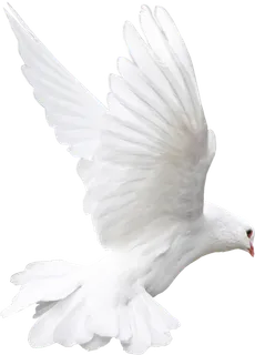 和平鸽免扣 和平鸽免扣