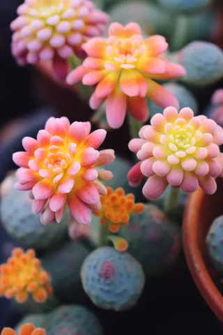 多肉植物盆栽摄影图