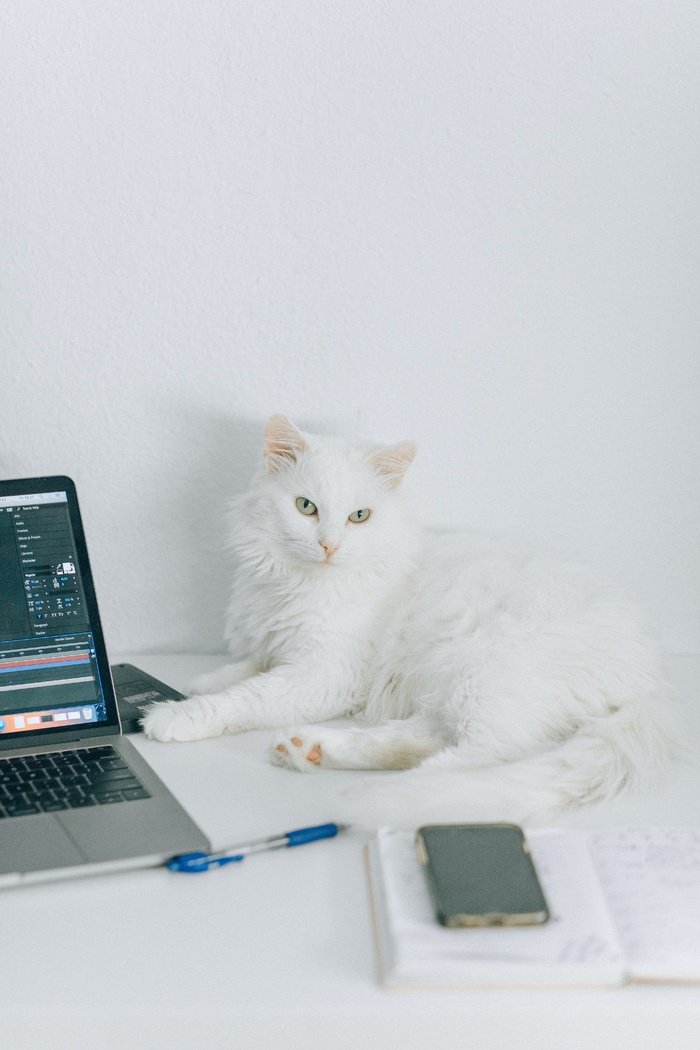 可爱猫咪猫猫摄影素材