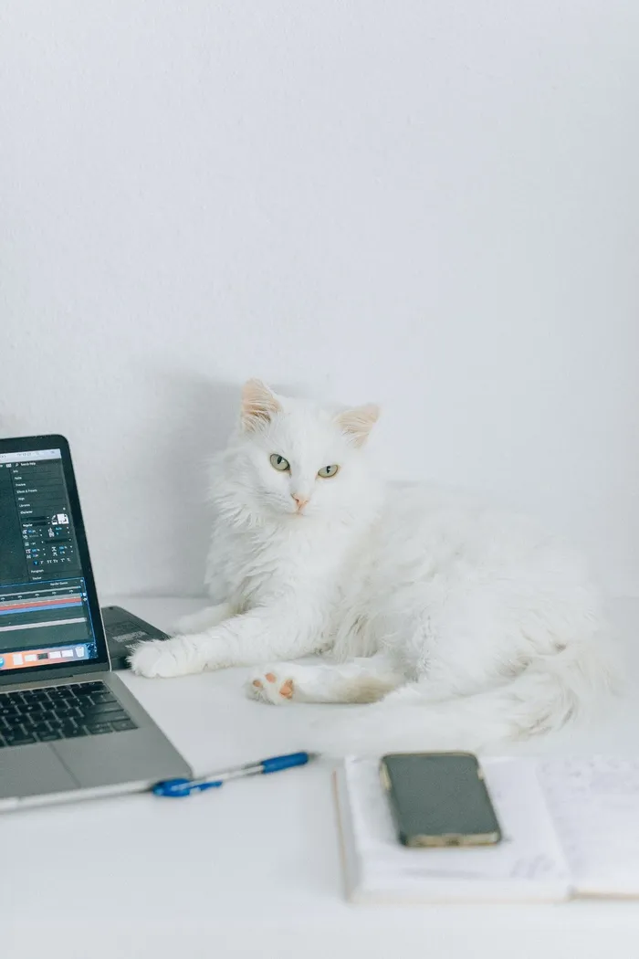 可爱猫咪猫猫摄影素材