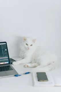 可爱猫咪猫猫摄影素材 可爱猫咪猫猫摄影素材
