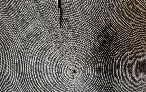 大树年轮背景图片