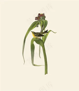 高清花草图谱图片