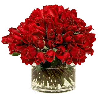 玫瑰 红色 红玫瑰 玫瑰花 花朵 鲜花特写 免抠