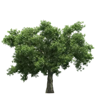 树木树枝树叶免扣素材