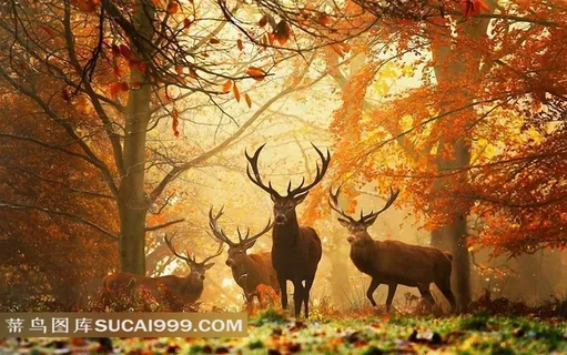 树林中的麋鹿摄影素材