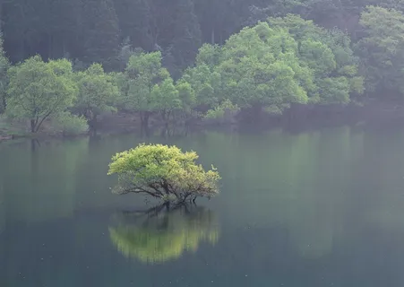 绿树山水 223 绿树山水 223