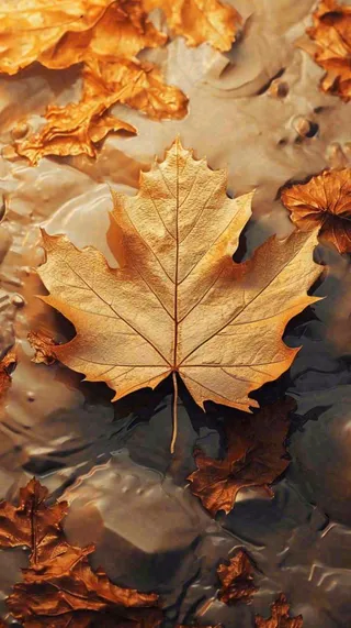 秋天黄色秋叶落叶雨天特写故事感，秋分立秋摄影图