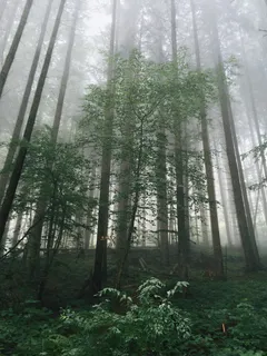 浓雾树林图片 浓雾树林图片