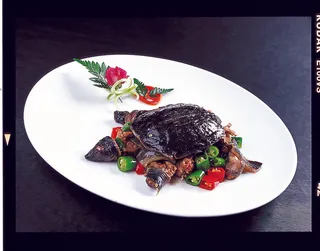 CXC03835青莲烧甲鱼68