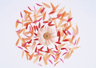 花团多色小碎花瓣