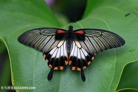 在树叶上休息的昆虫蝴蝶图片