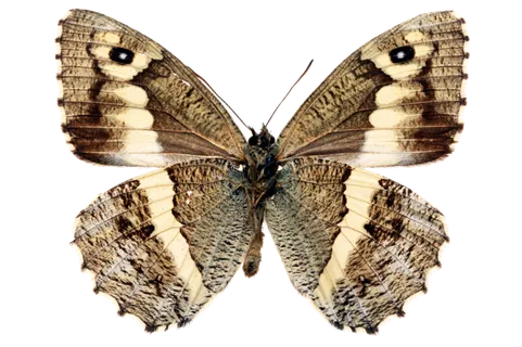 蝴蝶 彩蝶 花蝴蝶 动物 昆虫 免抠