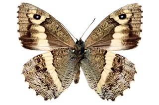 蝴蝶 彩蝶 花蝴蝶 动物 昆虫 免抠