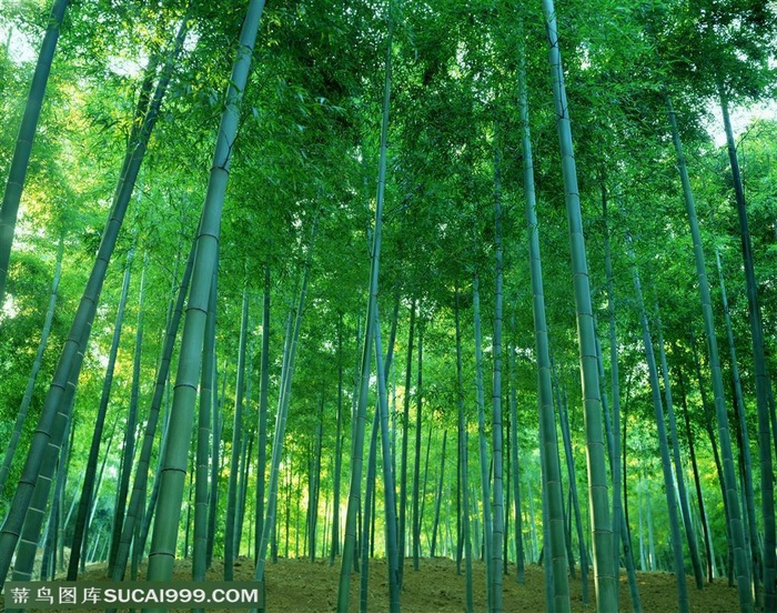 竹林风景- 小山坡上的竹林特写