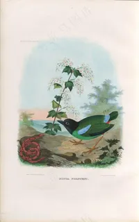 白色小花与小鸟高清水彩油画图片