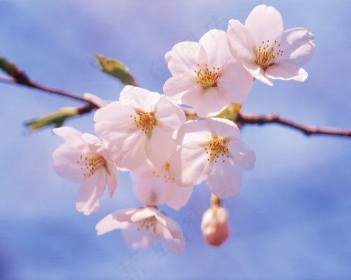 盛开桃花素材图片下载