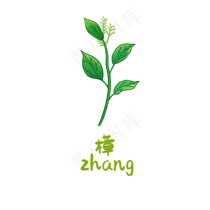 手绘草本中药药材樟 
