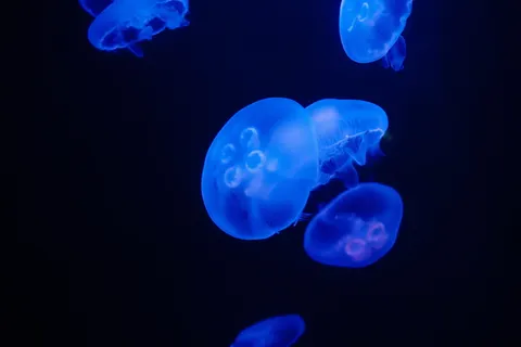 荧光透明桃花水母图片 荧光透明桃花水母图片