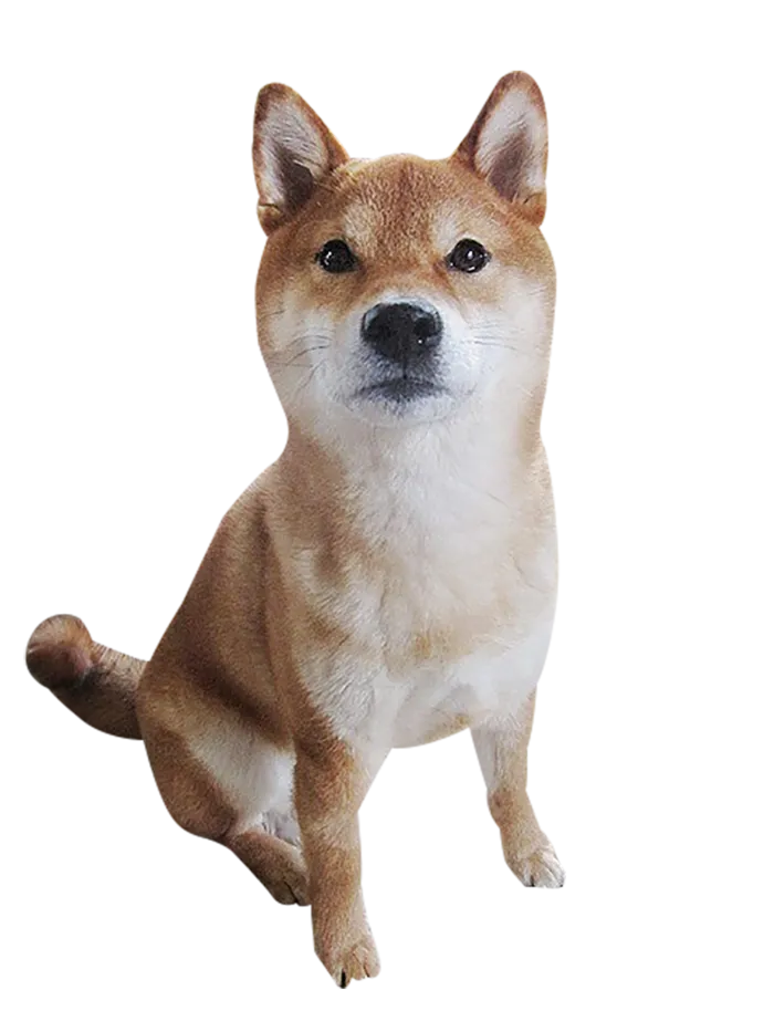 柴犬小狗动物
