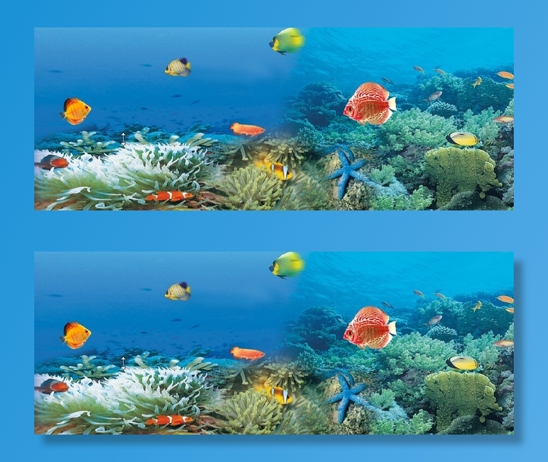 海底世界 鱼  海底风景 海底景观