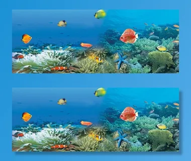 海底世界 鱼  海底风景 海底景观