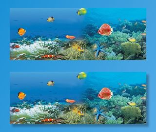 海底世界 鱼  海底风景 海底景观