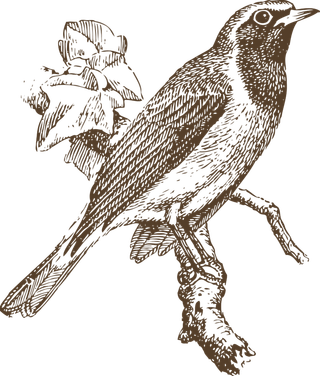 简约风手绘素描动画小鸟鸟儿免扣PNG图片素材 (22)