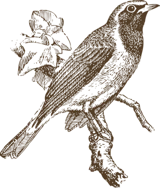 简约风手绘素描动画小鸟鸟儿免扣PNG图片素材 (22)