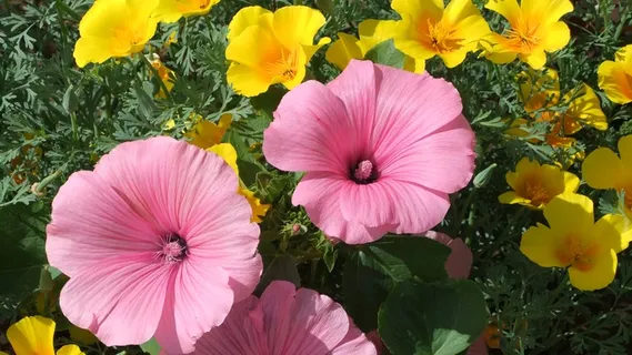 灿烂木槿花开花图片 灿烂木槿花开花图片