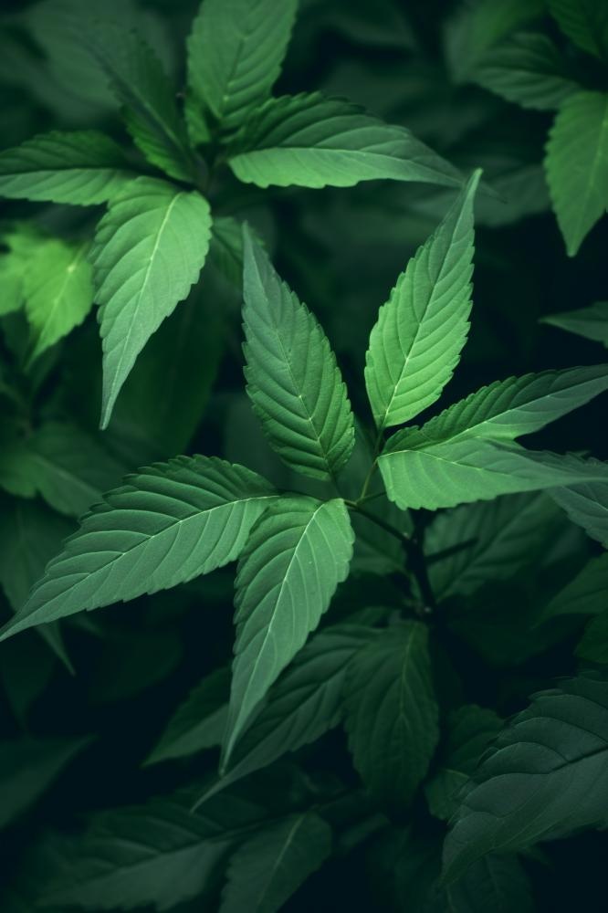 简约树叶清新绿色大气摄影背景