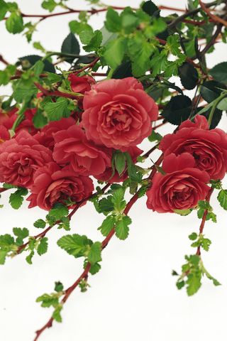 群芳漂亮的红花