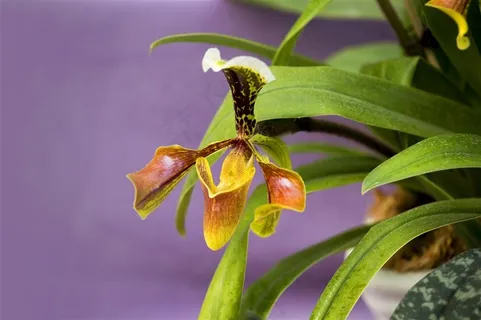 鲜花系列兰花特写高清图片 鲜花系列兰花特写高清图片