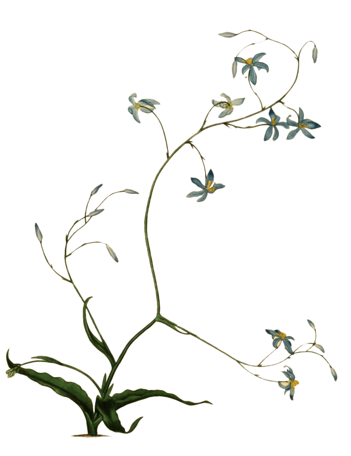 复古手绘植物花卉插画 免抠