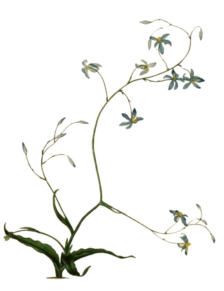 复古手绘植物花卉插画 免抠