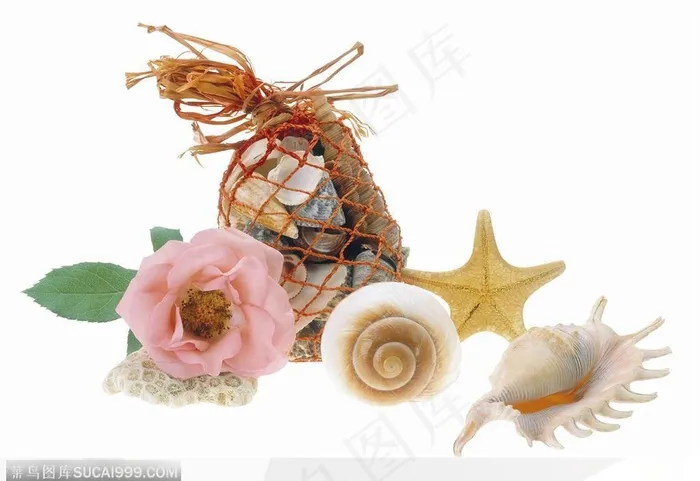 花饰小品-玫瑰和漂亮贝壳