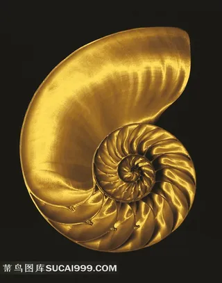金色海螺创意图片