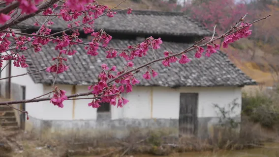 粉色樱花白色黑瓦房子