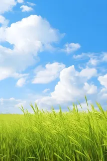 水稻阳光清新摄影