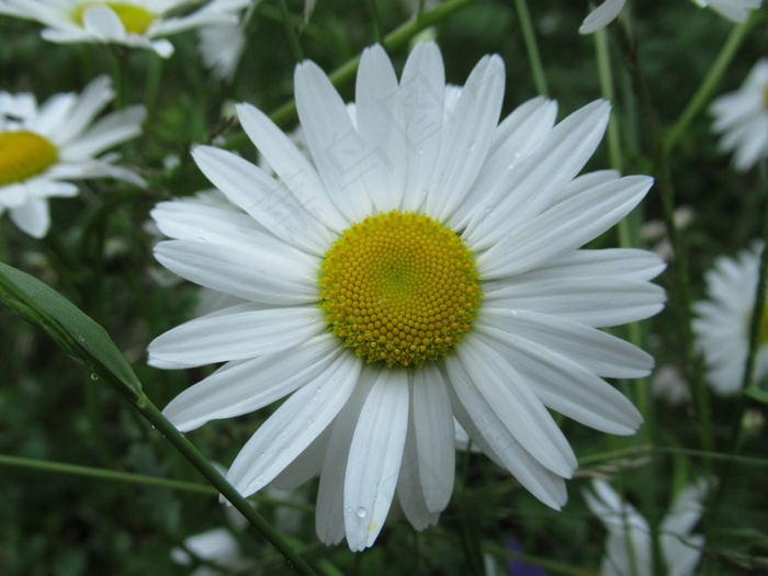 小清新雏菊花微距图片