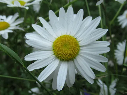 小清新雏菊花微距图片 小清新雏菊花微距图片