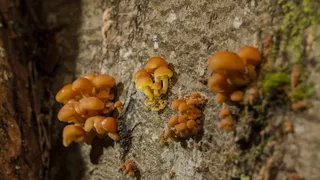 漂亮小蘑菇图片