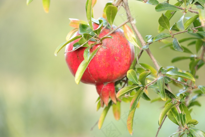 红石榴成熟图片