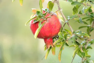 红石榴成熟图片