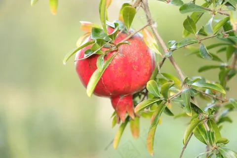 红石榴成熟图片 红石榴成熟图片