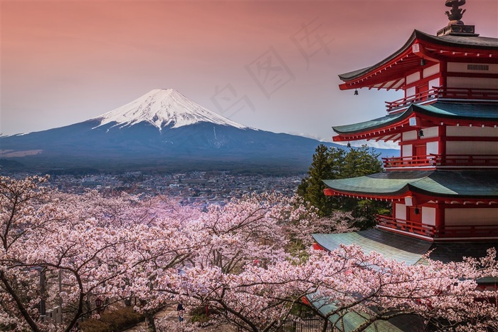 富士山下的樱花