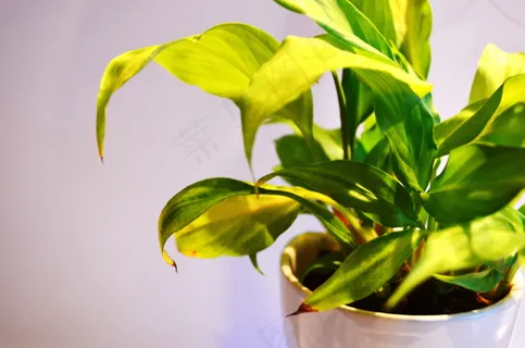 盆栽绿色植物图片 盆栽绿色植物图片